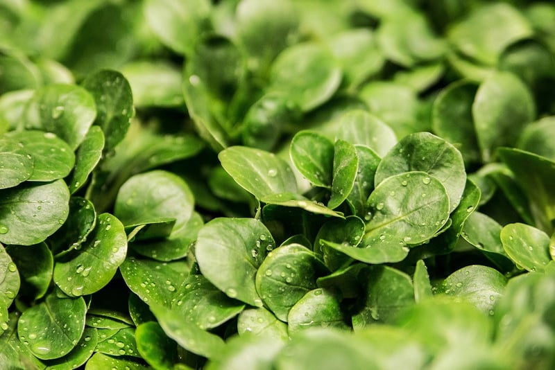 Spinach